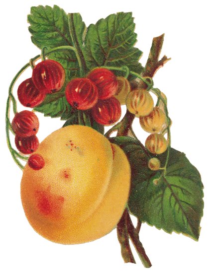   Fruits and Flowers ze starych pocztówek - 180.TIF